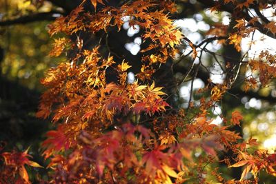 Close-up of maple tree during autumn