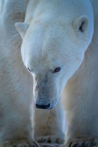 Close-up of polar bear holding head low