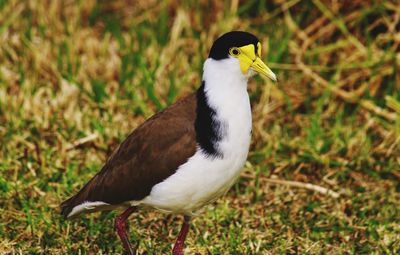 Close-up of bird perching on a field