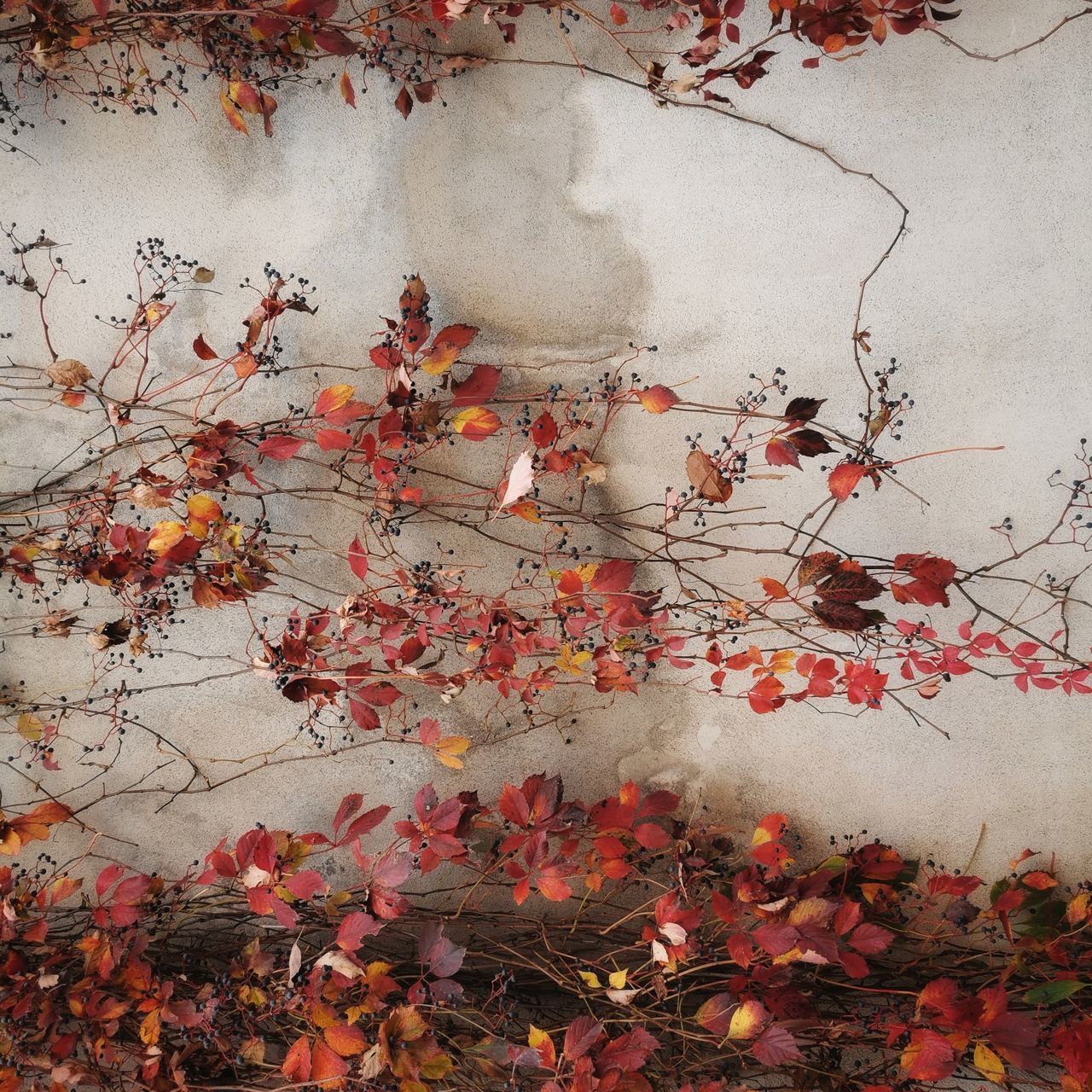 FULL FRAME SHOT OF RED MAPLE LEAVES ON WALL