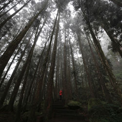 Mid distant view of woman standing on steps amidst trees at forest