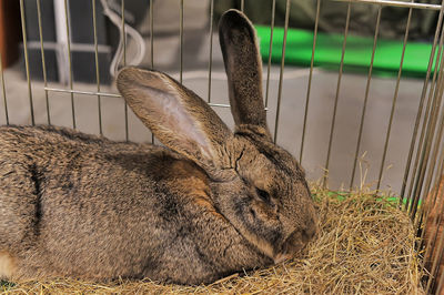 Close-up of a resting