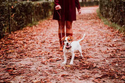 Dog walking on footpath
