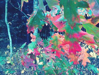 Autumn leaves on tree trunk