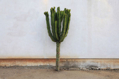 Cactus solo