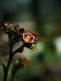 Close-up of insect on flower