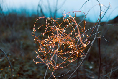 Close-up of dry plant on land