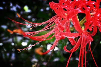 Close-up of wet red leaves