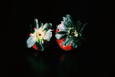 Close-up of flower over black background