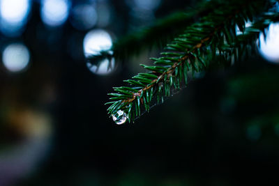 Close-up of wet leaves on tree