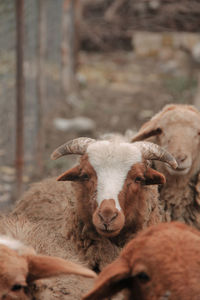 Portrait of sheep on land