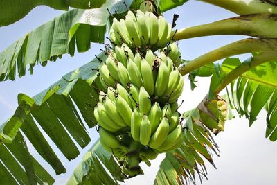 Low angle view of banana tree