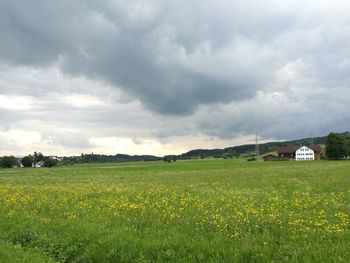 Scenic view of field against sky