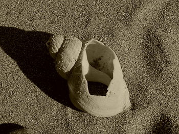 High angle view of crab on sand