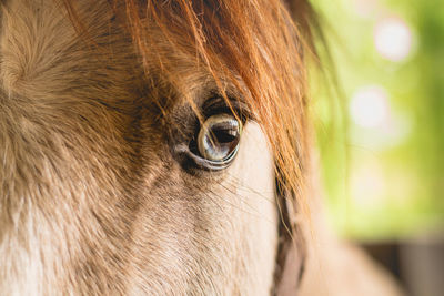 Close-up of a horse