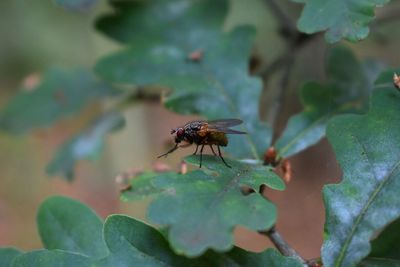 Close-up of insect on plant