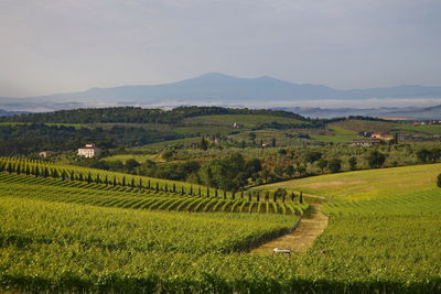 Scenic view of agricultural field against sky