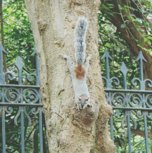 animal themes, one animal, tree, mammal, tree trunk, domestic animals, pets, branch, full length, animals in the wild, wildlife, day, outdoors, nature, sunlight, fence, no people, squirrel, wood - material, low angle view