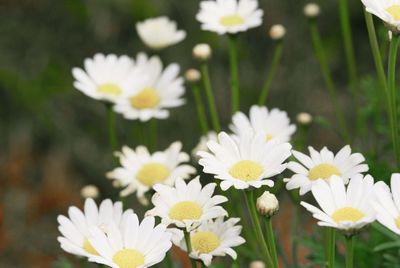 Close-up of white daisy flowers