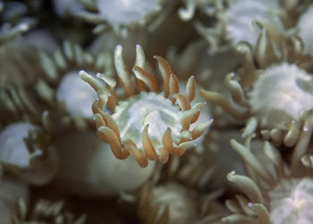 Close-up of coral in sea