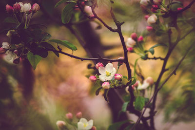 Close-up of cherry blossoms in spring