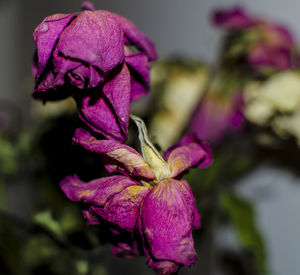 Close-up of wilted pink rose flower