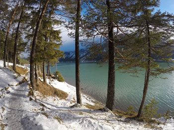 Scenic view of trees by lake