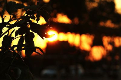 Close-up of tree during sunset