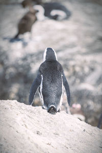 Rear view of an animal on rock