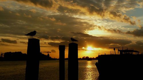 Silhouette of birds perching on wooden post against sky during sunset