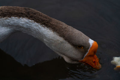 Close-up of swan swimming in lake
