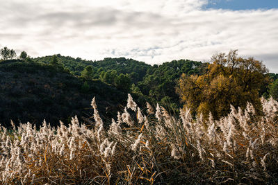 Plants growing on field against sky