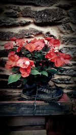 Close-up of red flowering plant