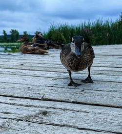 Bird perching on wood in lake