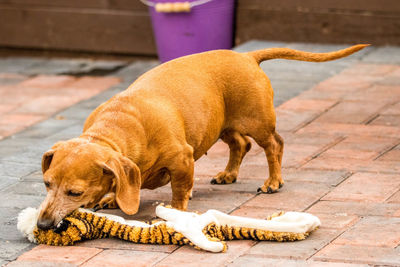 View of a dog on sidewalk