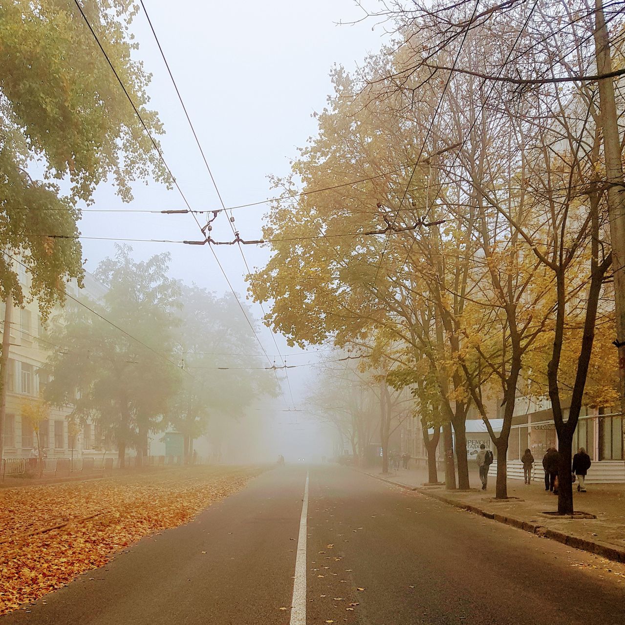 tree, plant, the way forward, direction, transportation, road, nature, diminishing perspective, day, sign, sky, road marking, fog, marking, autumn, vanishing point, outdoors, growth, change, cable, electricity