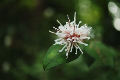 Close-up of white flowering plant