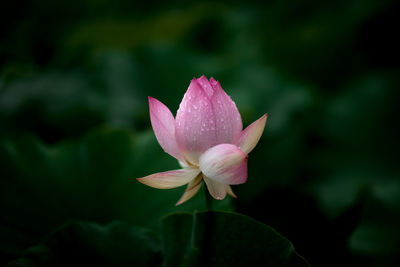 Close-up of pink lotus water lily