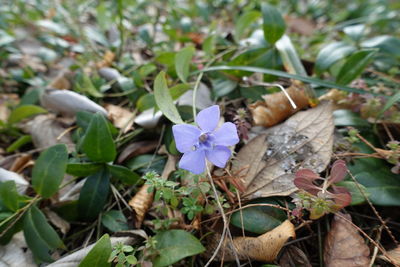 High angle view of purple flowering plants on land