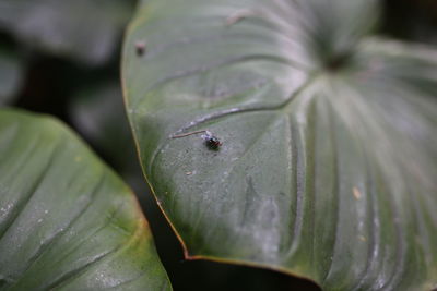 Close-up of insect on wet leaves