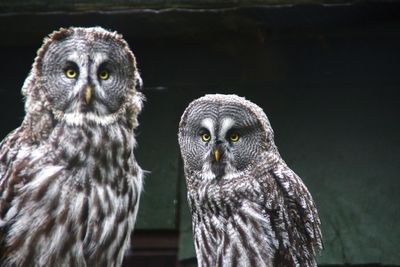 Portrait of owls perching against wall