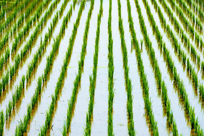 Full frame shot of palm leaf