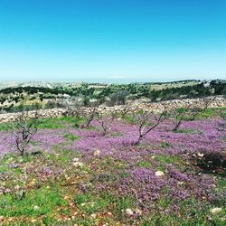 Scenic view of flowering plants on field against clear blue sky