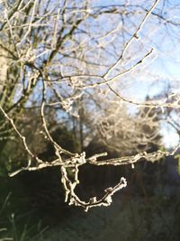 Close-up of tree branches during winter