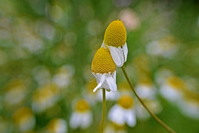 Close-up of white flowering plant