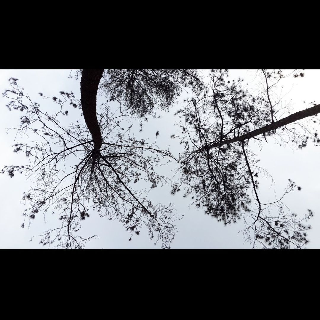 tree, nature, low angle view, growth, clear sky, silhouette, beauty in nature, no people, outdoors, sky, day, scenics, branch