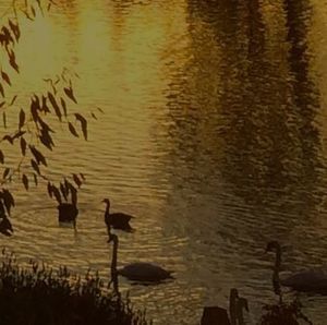 Bird swimming in lake