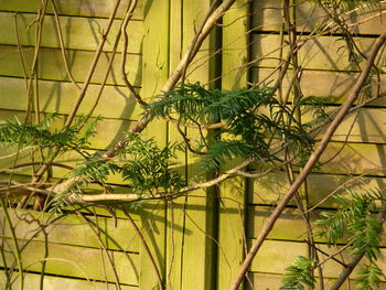 Close-up of plants against blurred background