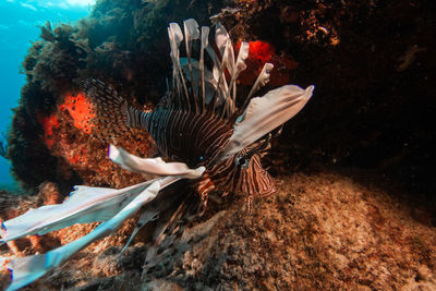 Fish swimming in sea