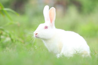 Close-up of white rabbit lying on grass